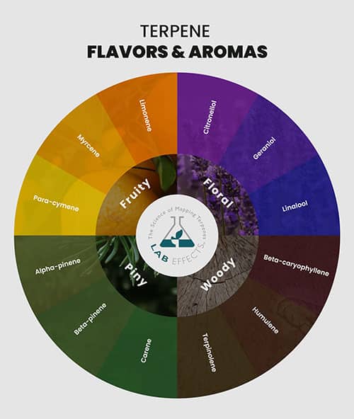 Terpenes wheel by Lab Effects