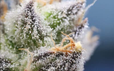 What Are Cannabinoids and How Do They Work?