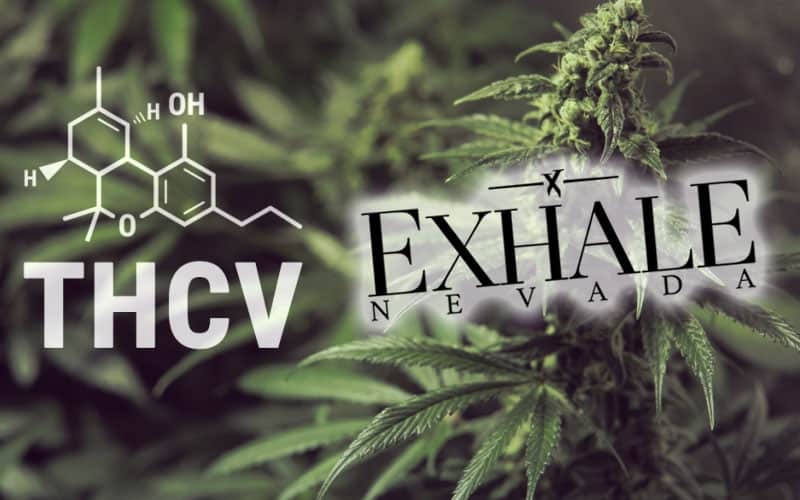 Exhale Dispensary and THCV for wight loss