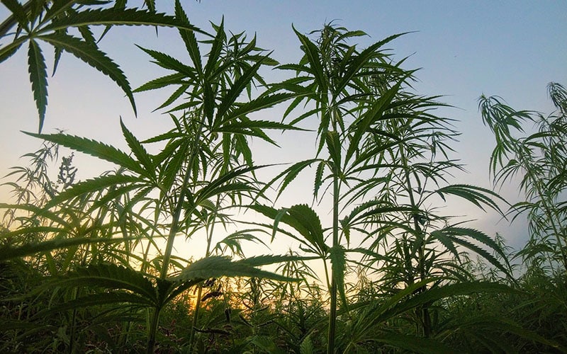 annabis OGs - What Are Landrace Cannabis Strains?